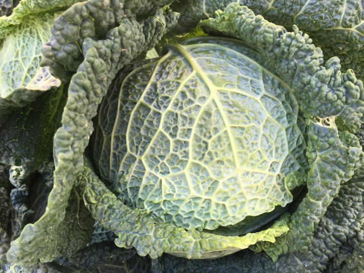 cabbage