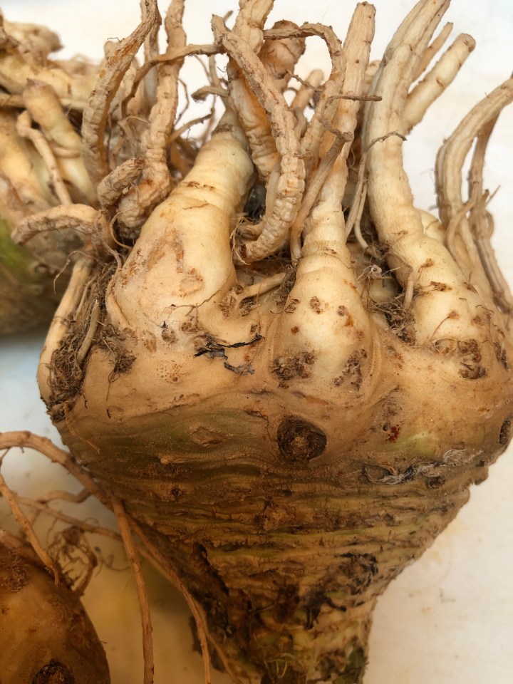 celeriac root