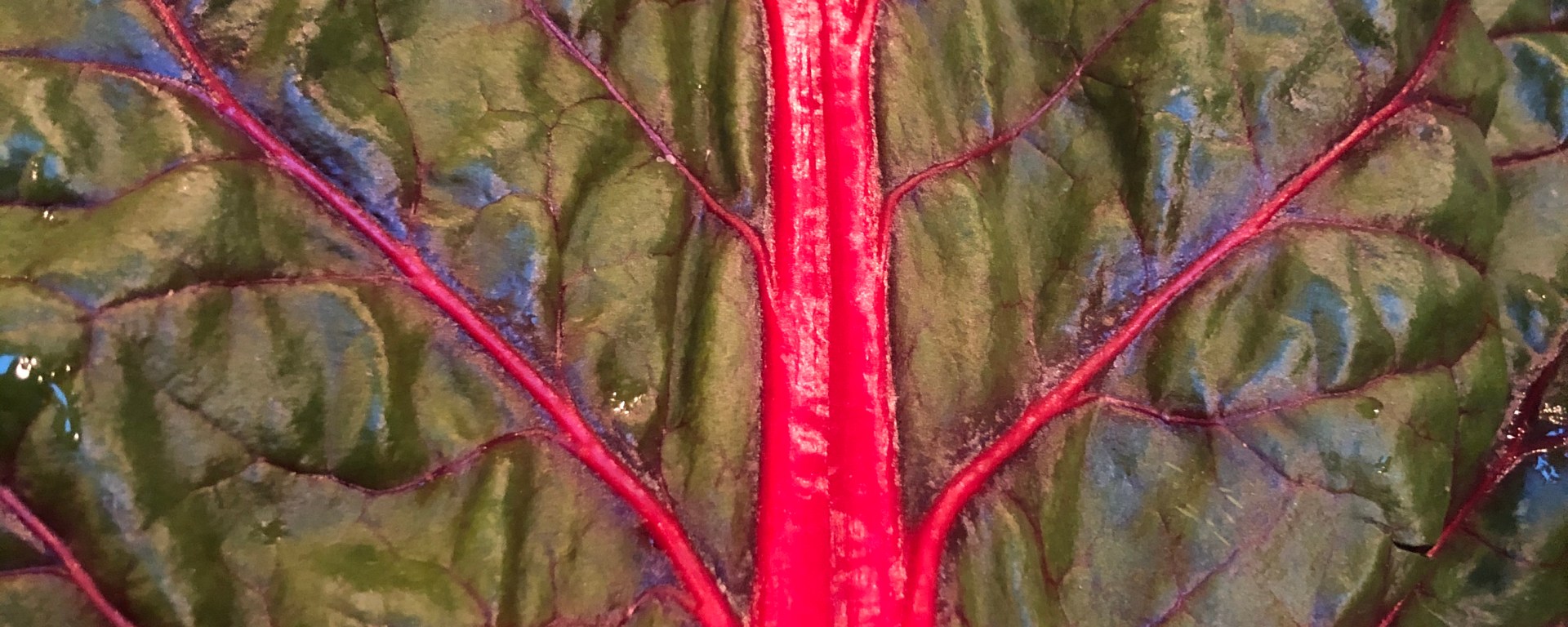 rainbow chard