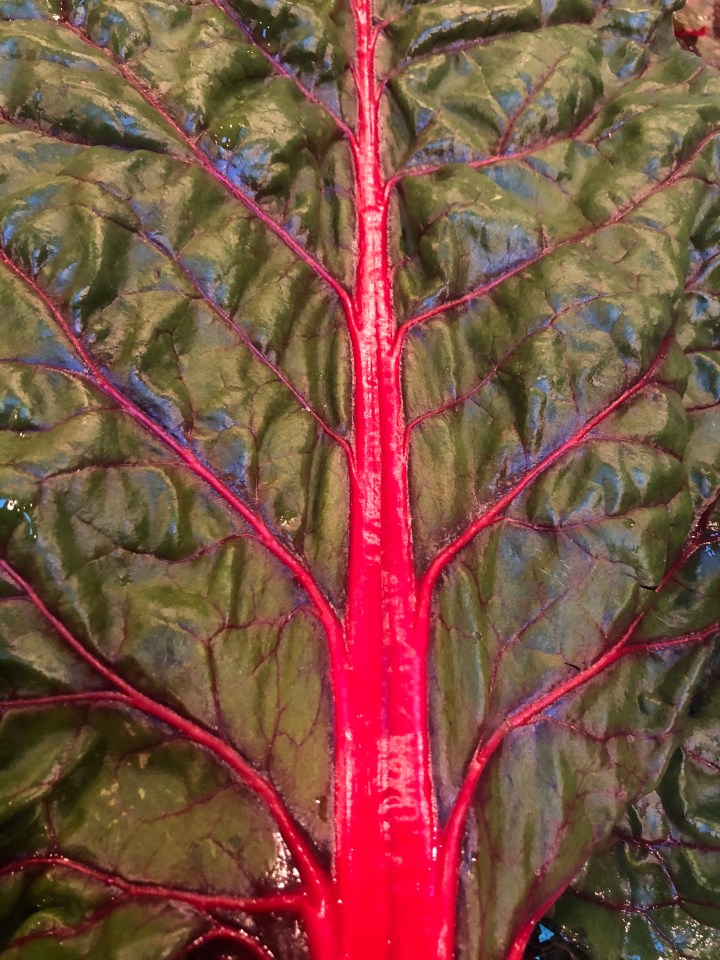 rainbow chard