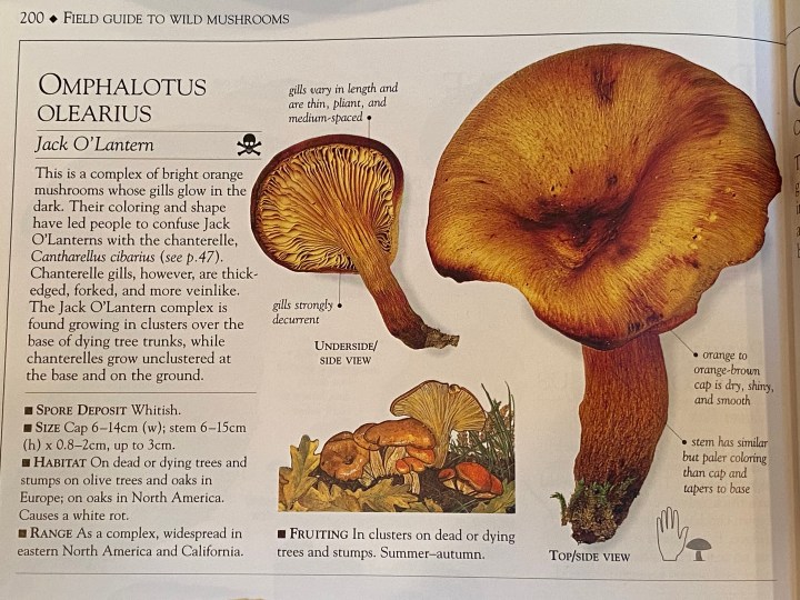 Mushroom Book Text